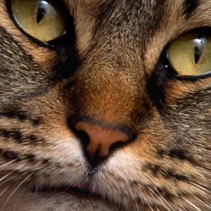 Retrato de gato en primer plano