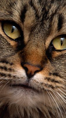 Retrato de gato en primer plano