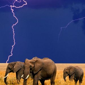 Elefantes en Tormenta