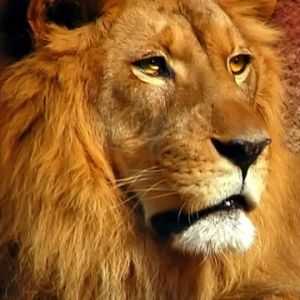 León Majestuoso en Primer Plano