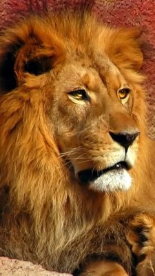 León Majestuoso en Primer Plano