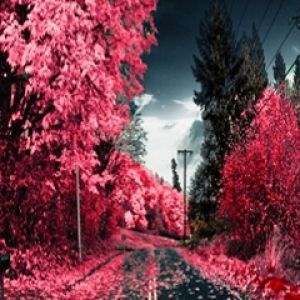 Camino de Otoño Vibrante