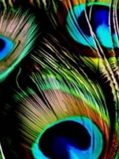 Plumas de Pavo Real Coloridas