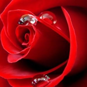 Hermosa Rosa Roja con Gotas de Agua