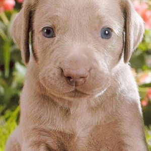 Cachorro Bonito con Ojos Azules
