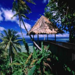 Paraíso Tropical con Palmeras