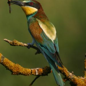 Pájaro Colorido en una Rama
