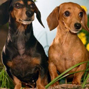 Dachshunds Adorables en la Naturaleza