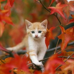 Gatito Adorable entre Hojas de Otoño