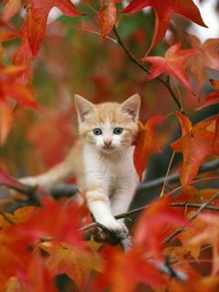 Gatito Adorable entre Hojas de Otoño