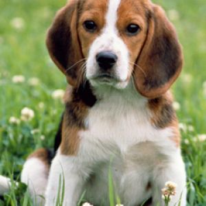 Cachorro Beagle Adorable