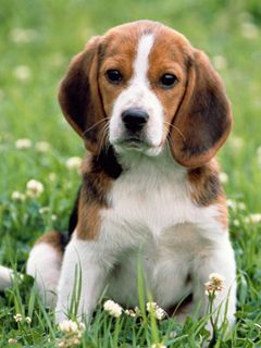 Cachorro Beagle Adorable