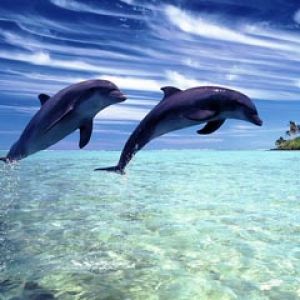 Delfines Saltando en Agua Clara