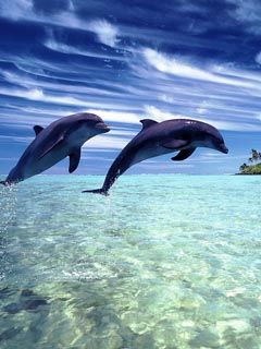 Delfines Saltando en Agua Clara
