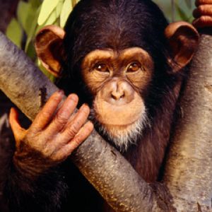 Chimpancé lindo en el árbol