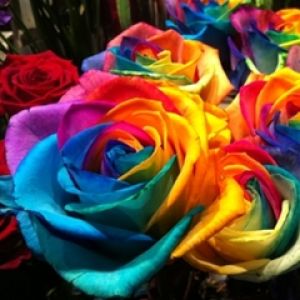 Rosas Arcoíris Coloridas
