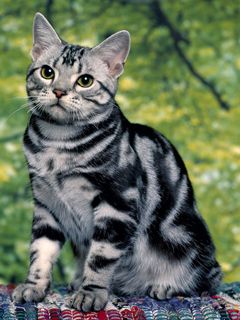 Gato Atigrado Plateado Adorable