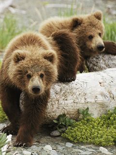 Osos Pardos Adorables