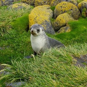Foca linda en la costa rocosa
