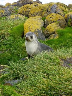 Foca linda en la costa rocosa