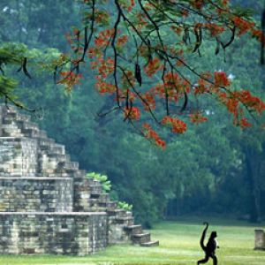 Mono en Ruinas Antiguas
