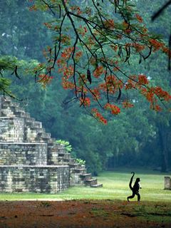 Mono en Ruinas Antiguas