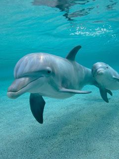 Delfines Nadando Juntos