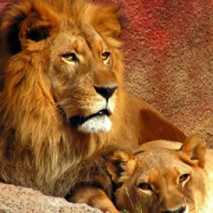 Leones Majestuosos en la Naturaleza
