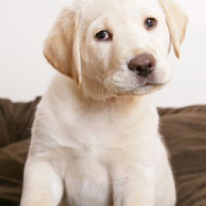Cachorro Labrador Adorable