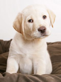 Cachorro Labrador Adorable