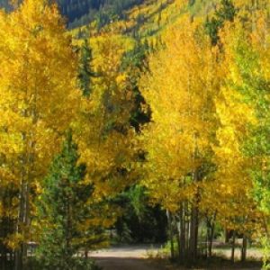 Sendero Forestal de Otoño