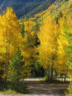 Sendero Forestal de Otoño
