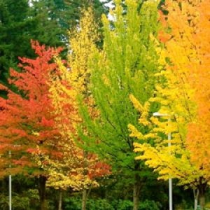 Árboles de Otoño en Colores Vibrantes
