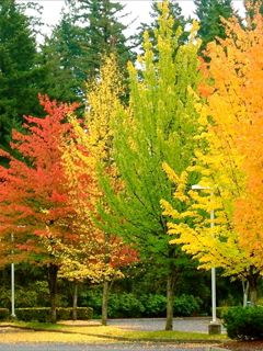 Árboles de Otoño en Colores Vibrantes