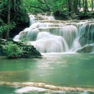 Cascada Serena en un Bosque Frondoso