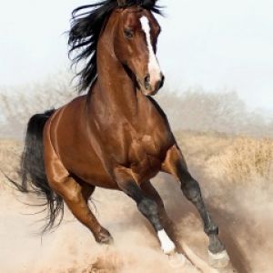 Caballo Corriendo en Movimiento