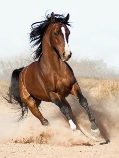 Caballo Corriendo en Movimiento