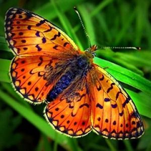 Mariposa Naranja Vibrante