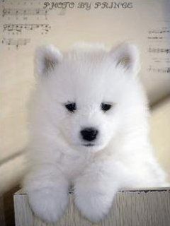 Adorable Cachorro Blanco