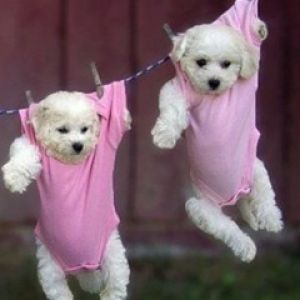 Cachorros Lindos Colgados de la Ropa
