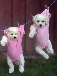 Cachorros Lindos Colgados de la Ropa