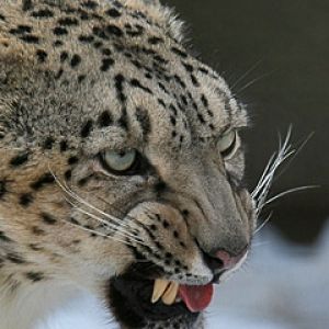 Primer Plano de Leopardo de Nieve