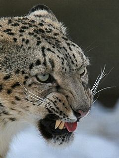 Primer Plano de Leopardo de Nieve