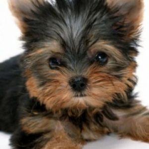 Adorable Cachorro Yorkshire Terrier