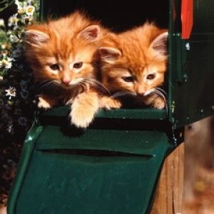 Gatitos Lindos en el Buzón