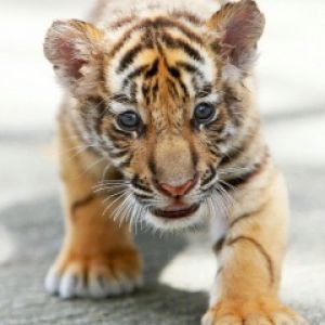 Cachorro de Tigre Adorable