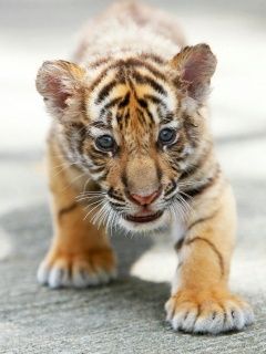 Cachorro de Tigre Adorable