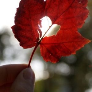Hoja Roja con Corte en Forma de Corazón