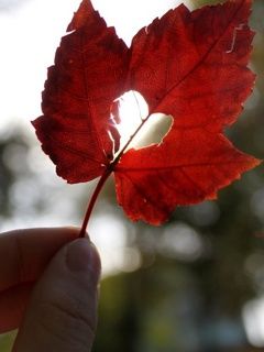 Hoja Roja con Corte en Forma de Corazón