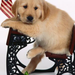 Cachorro de Golden Retriever Adorable